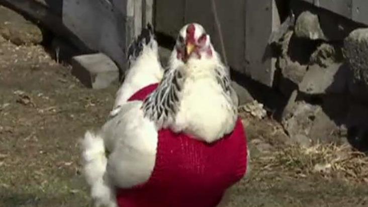 Chickens strut their stuff in hand-knit sweaters