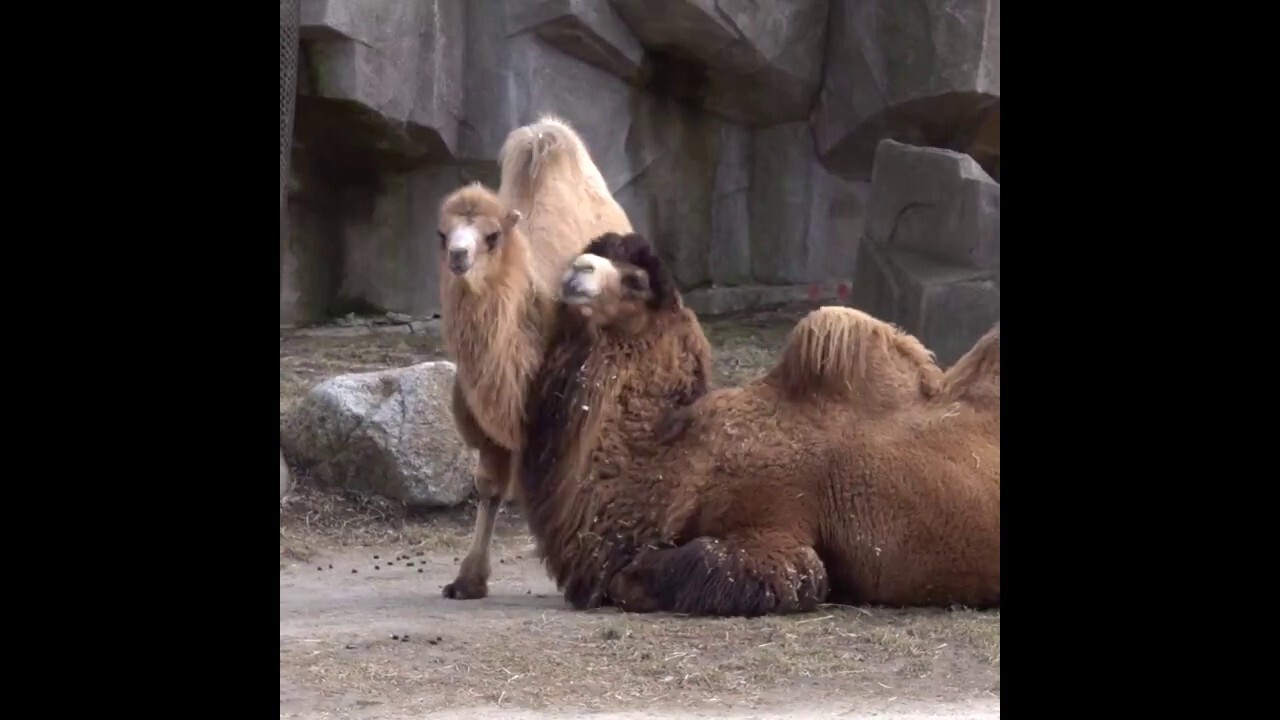 Camels bond at local zoo in sweet moments