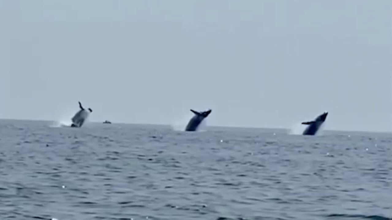 WHALE OF A TALE: Family stunned after capturing rare synchronized whale breach off Cape Cod