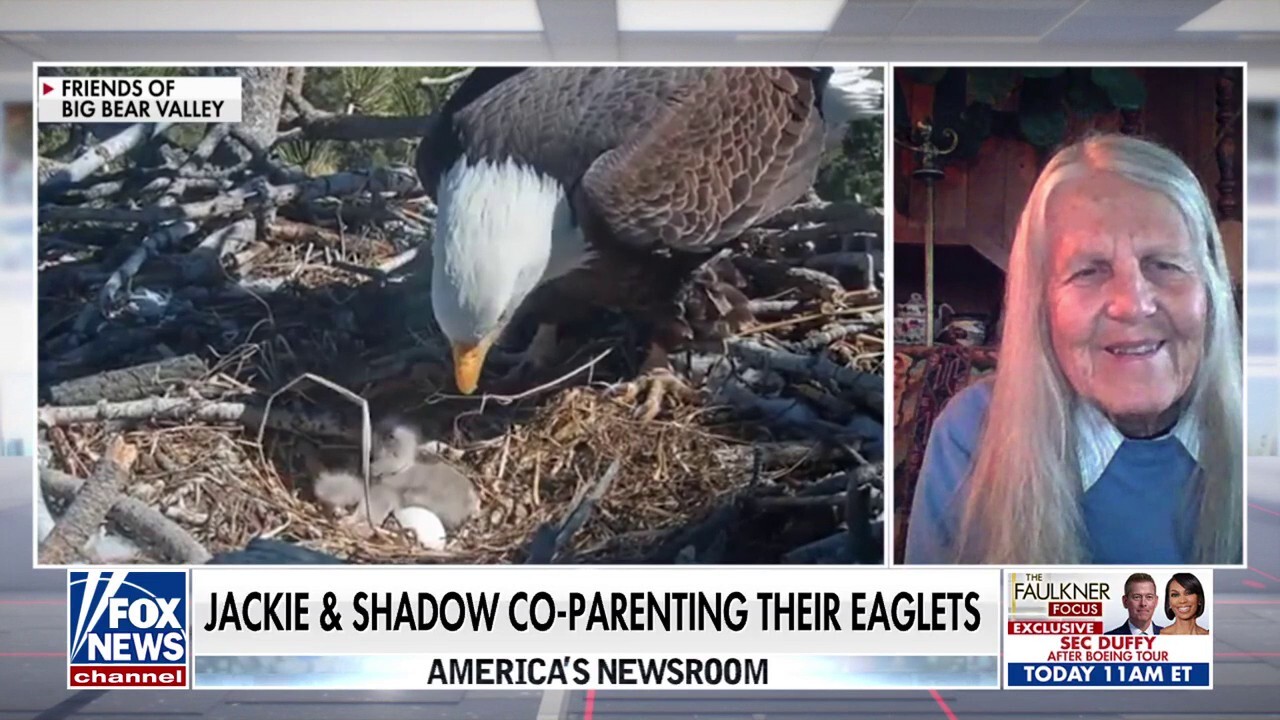 Big Bear bald eagles tend to eaglets after snowstorm