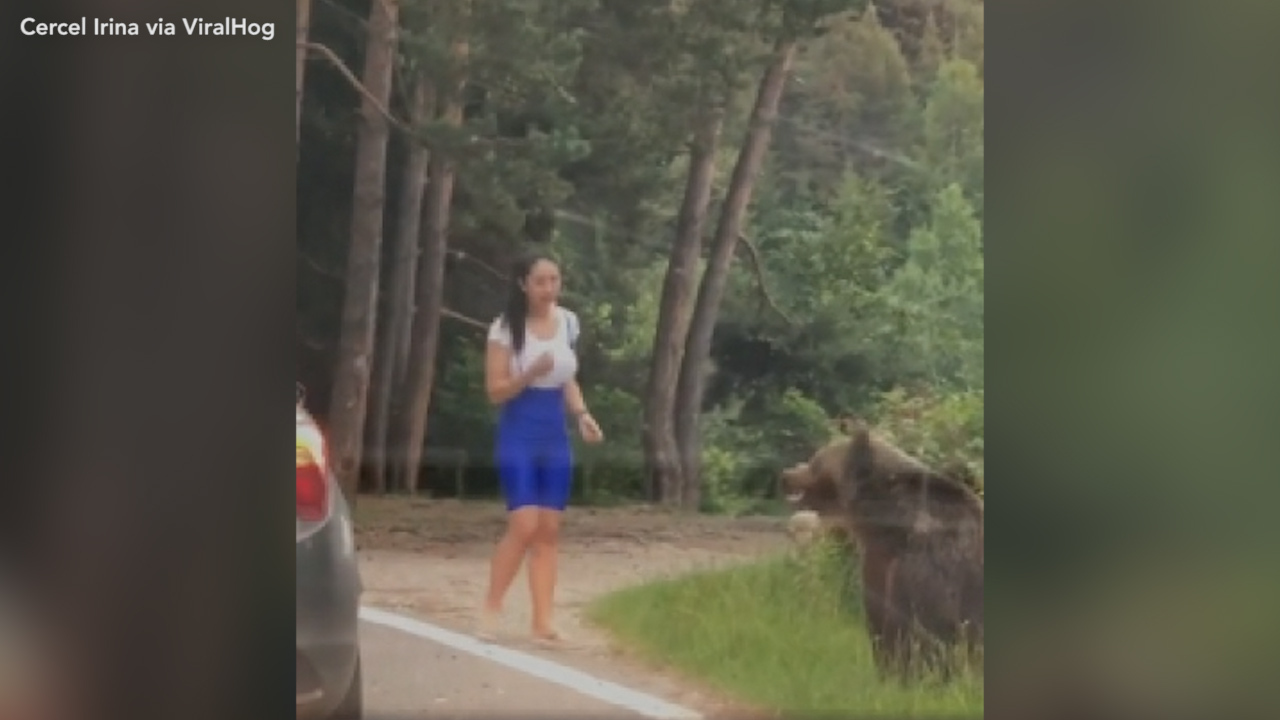 Bear filmed lunging at woman who got too close to take a picture