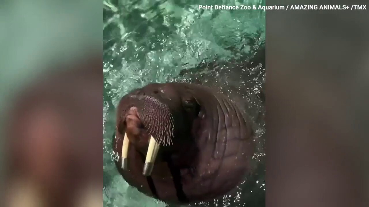 Walrus speaks up while enjoying a dip in the pool