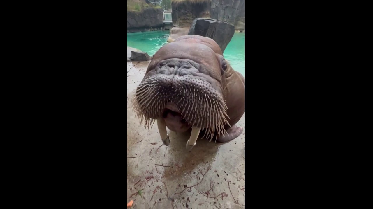 Walruses hum, roar and 'sing' on command during dinner time at local zoo