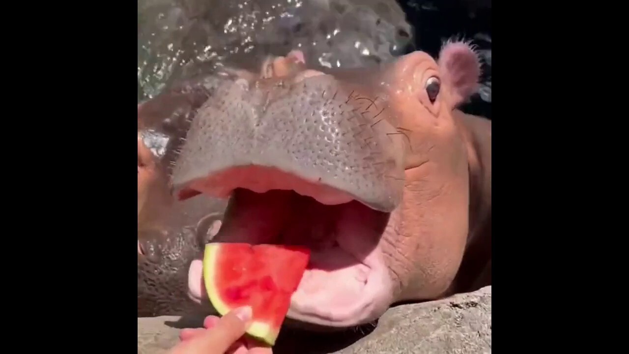 Open wide! Hippo enjoys watermelon on his first birthday