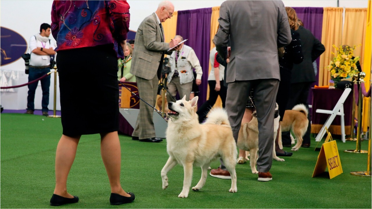 The Westminster Dog Show: What breed has won the most 'Best in Show' titles?