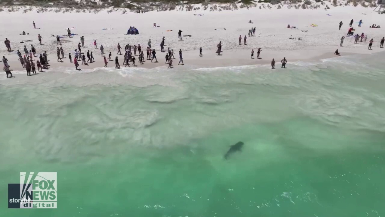 Tiger Shark Swims Dangerously Close To Beachgoers Fox News Video
