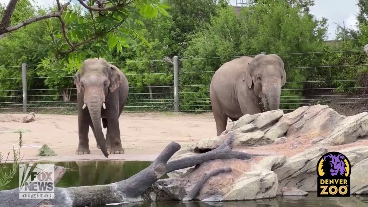 Endangered elephant debuts at local zoo to support species