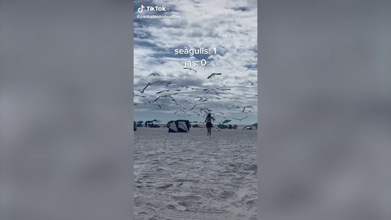 Seagulls swarm a florida beachgoer with food fox news video
