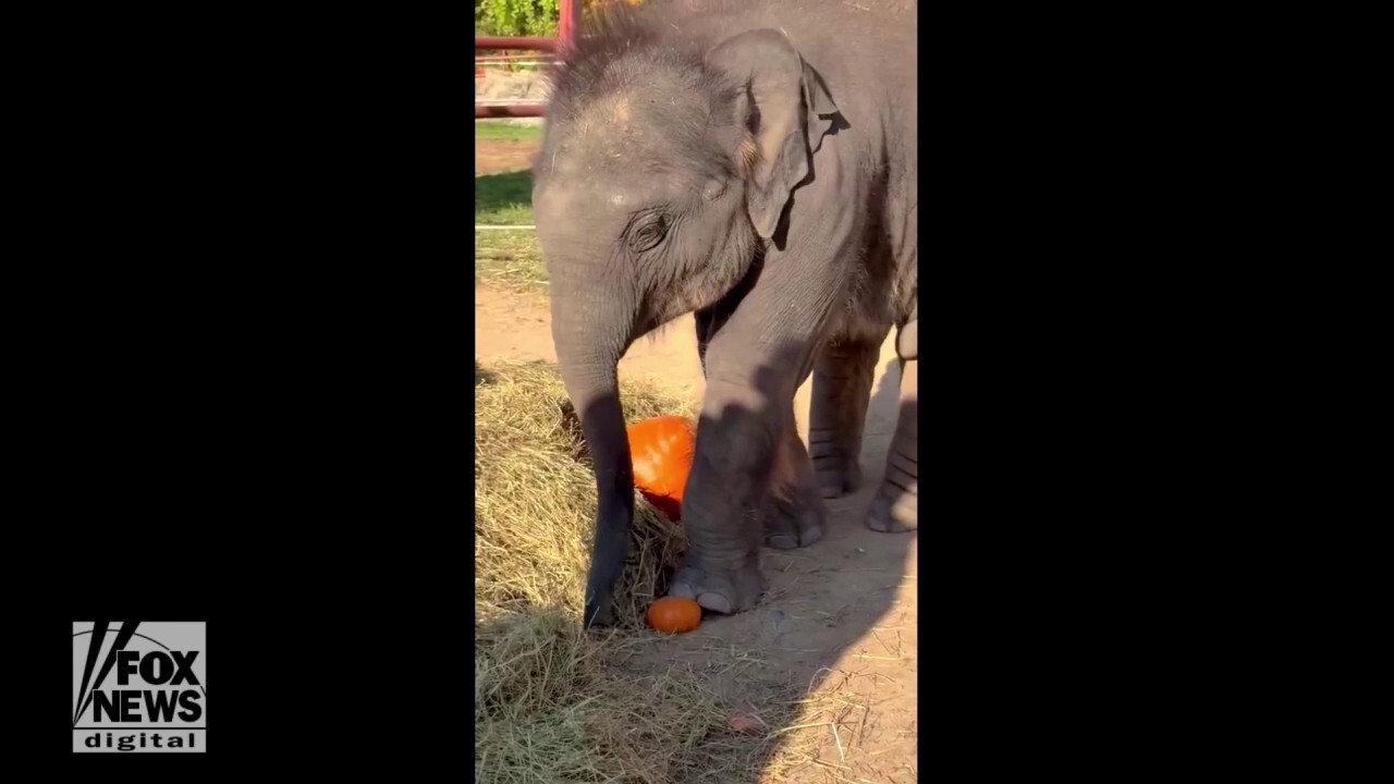 Elephant twins spotted playing with pumpkins at local zoo