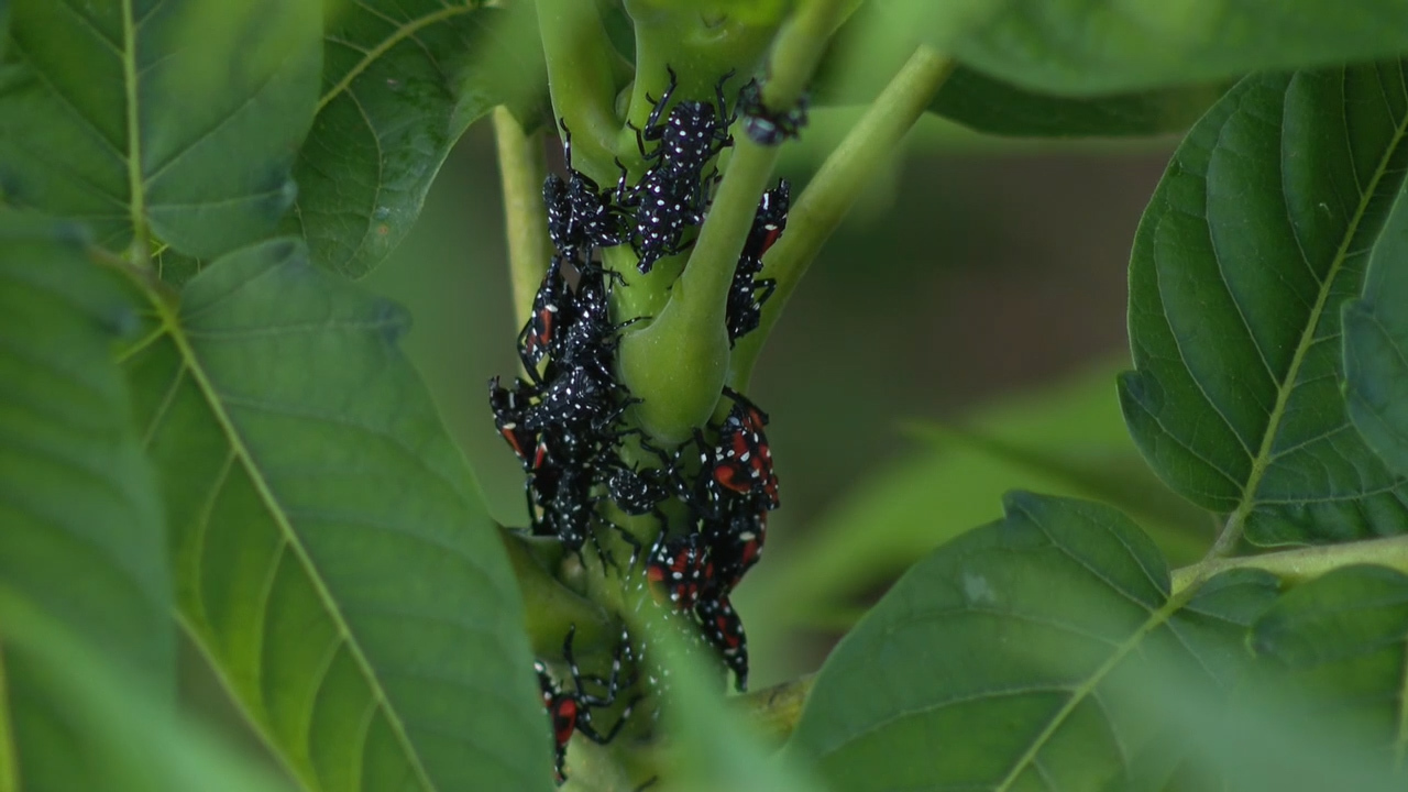 Spotted lanternflies spread to at least 12 states