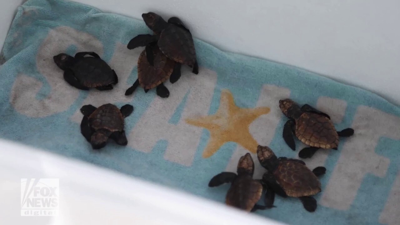 Turtle named Barney and 10 hatchlings released into ocean after rehabilitation