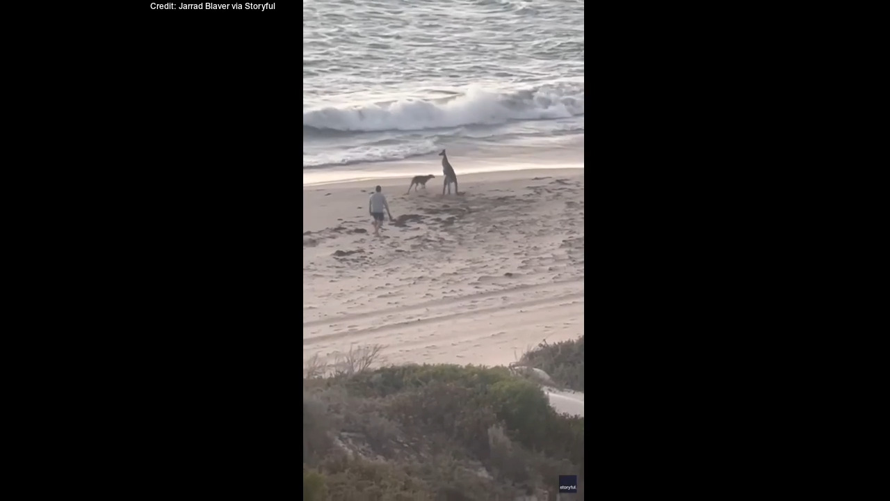 Dog and kangaroo duke it out in beachy battle