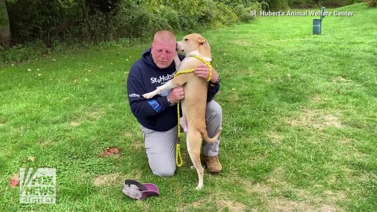 Dog transferred to New Jersey during Hurricane Ian showers shelter employee with kisses