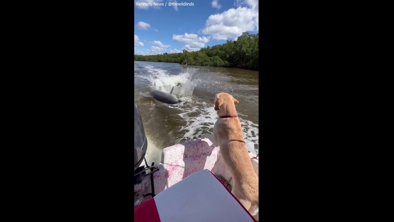 Labrador dog barks at jumping dolphins from boat