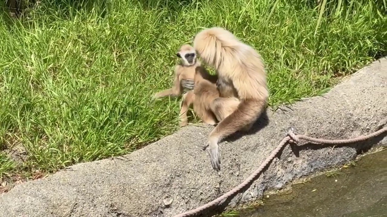 Mama gibbon will not let her baby leave her