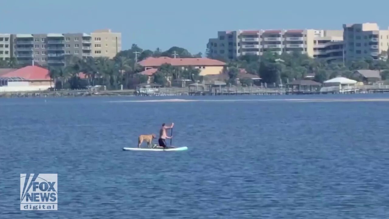 Dog spotted catching a ride on Florida man’s paddleboard
