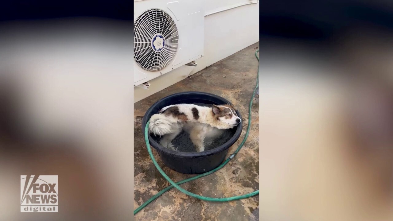 Dog chills out! Watch this dog cool off from summer heat in adorable video