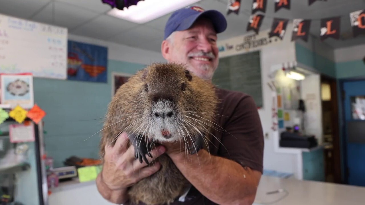 'He thinks he's a dog:' Meet Neuty the Nutria and his family