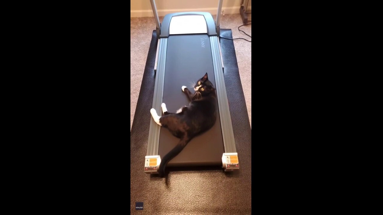 Confused cat can't figure out how a treadmill works