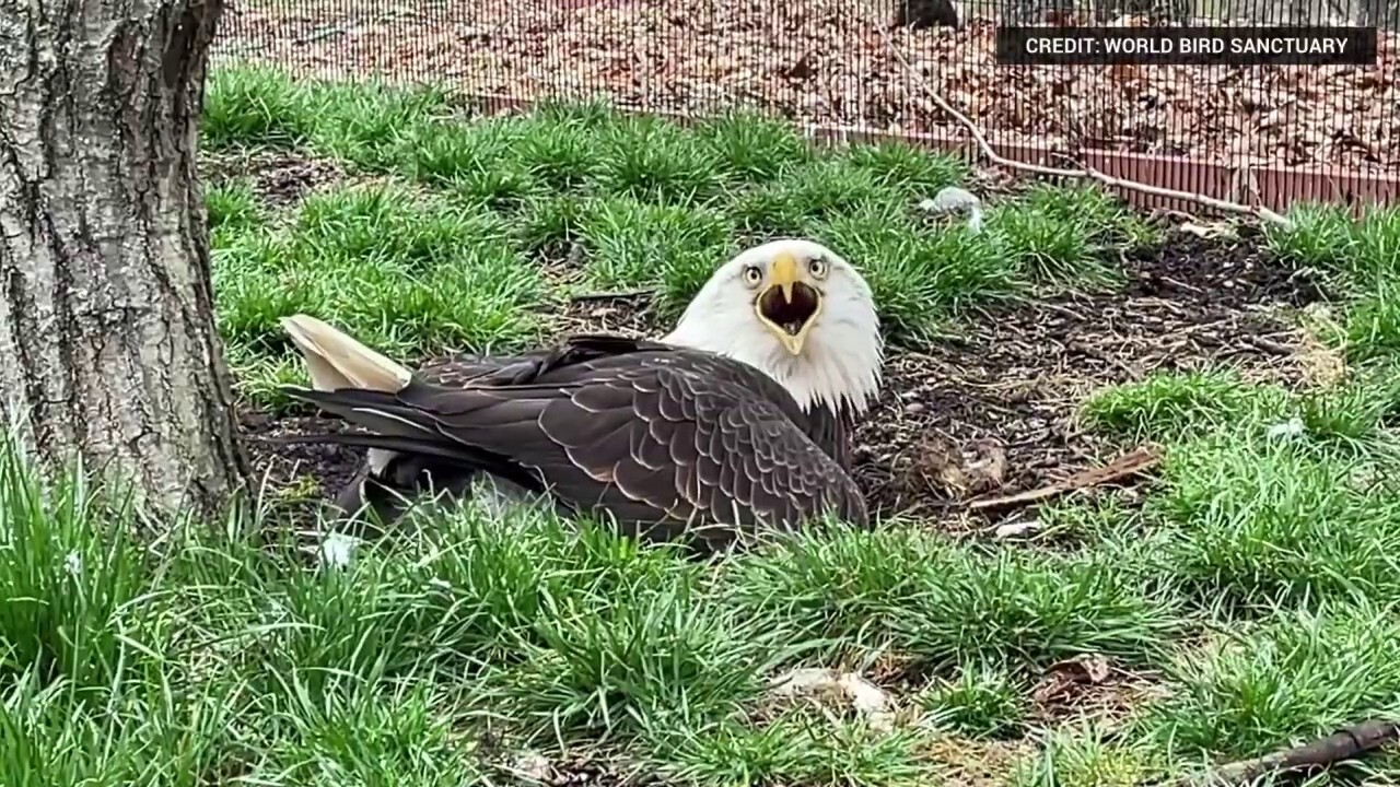 Male Bald Eagle Protects Incubates Rock Mistaken For An Egg Fox News 