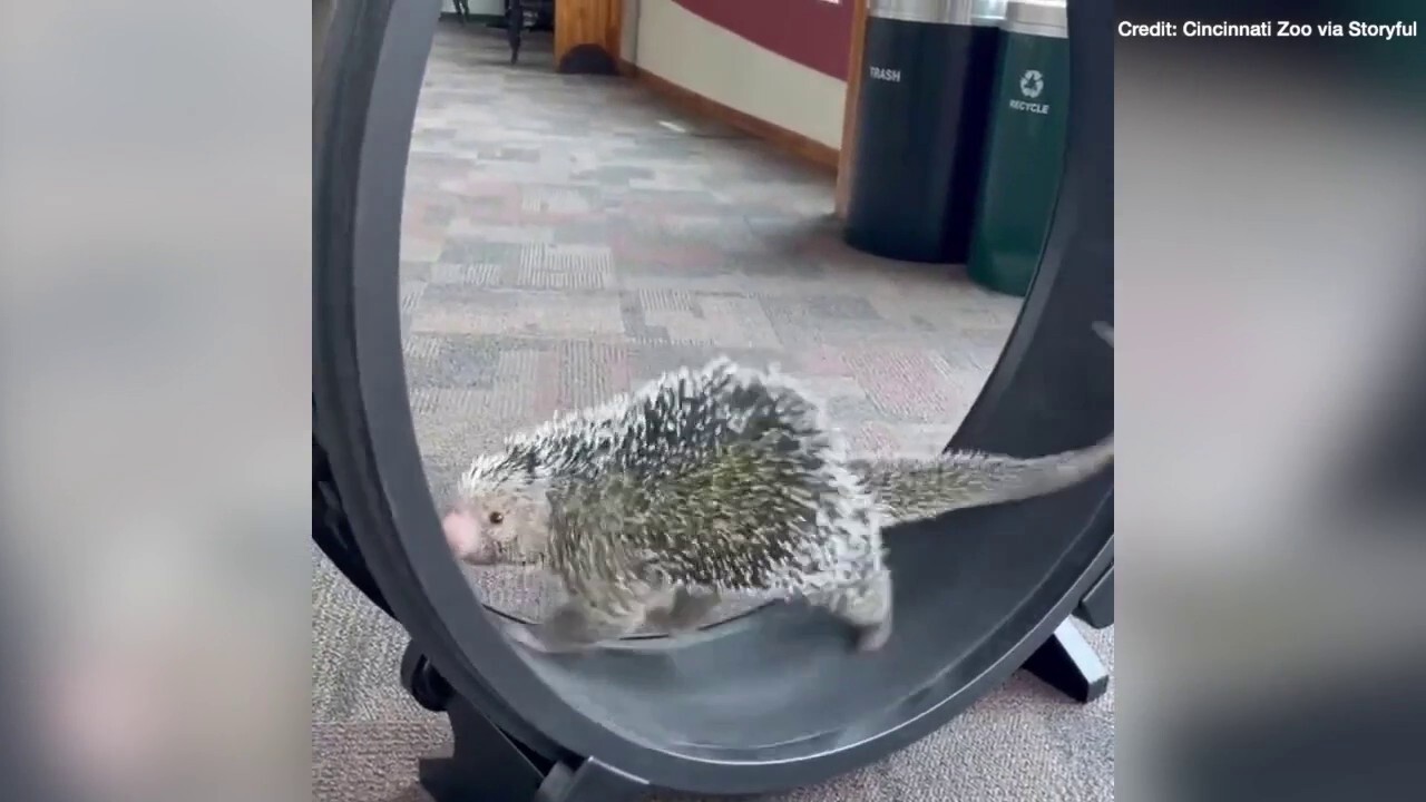 Porcupine loves his exercise wheel — see this cute video!