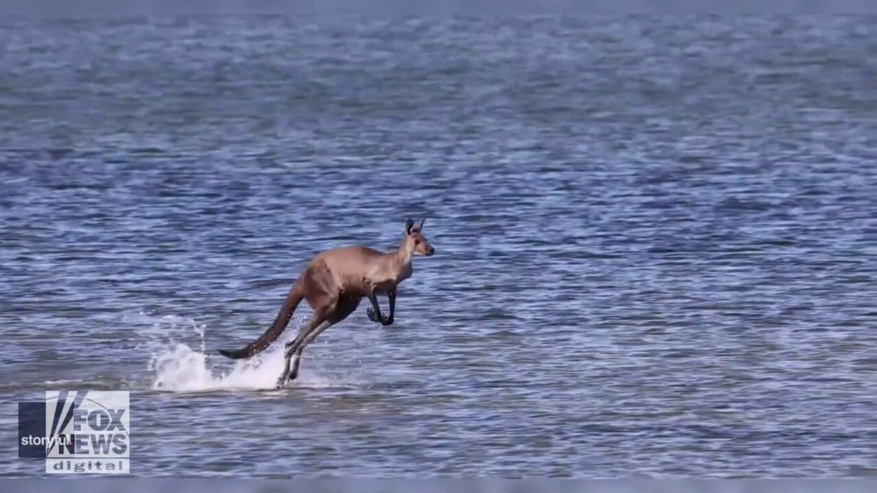 Kangaroo seen hopping across water: Watch this incredible video