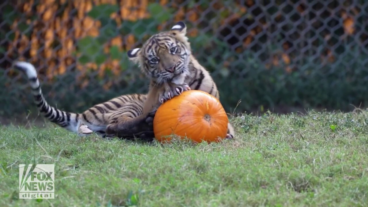 Tiger cubs celebrate Halloween by playing with pumpkins at the Memphis Zoo