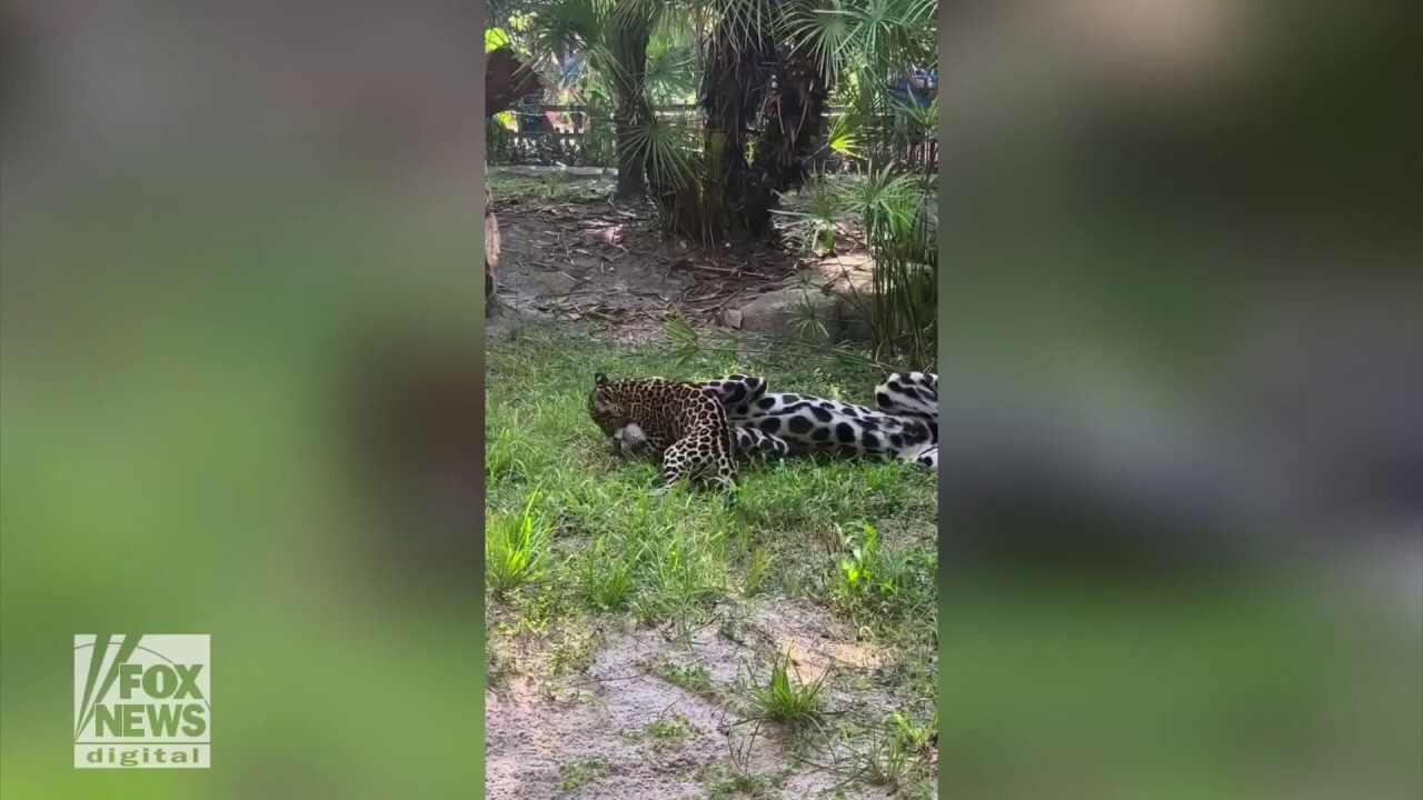 Jaguar cub plays with mom in adorable video
