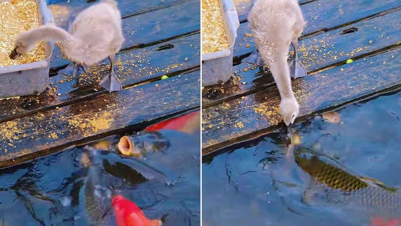 Baby goose appears to 'feed' hungry fish in heartwarming lake moment