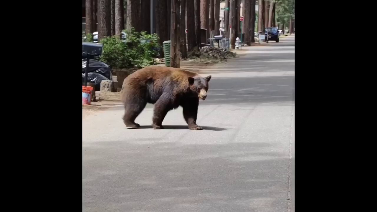 Two bears seen strolling through South Lake Tahoe town