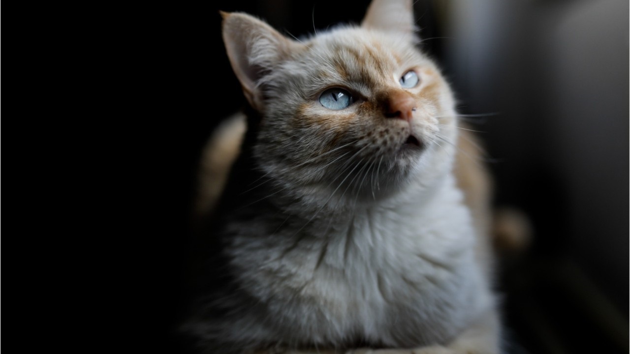 Coronavirus can infect cats, study finds