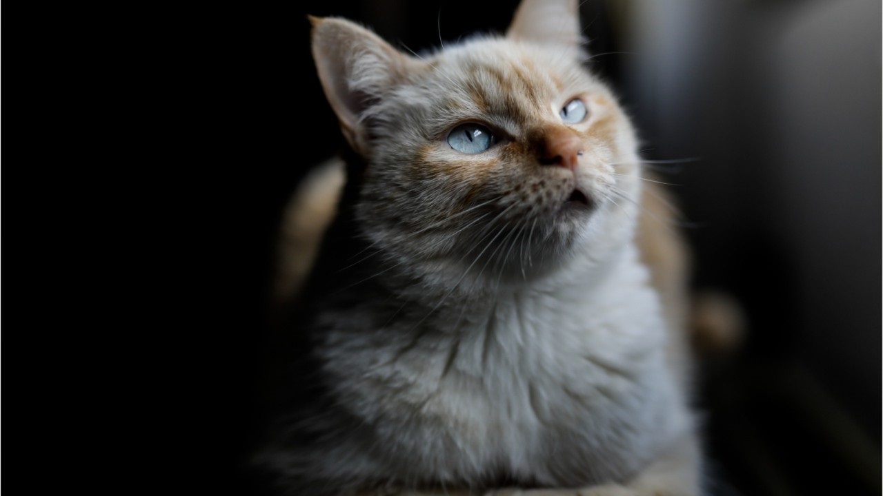 Evidence of human-to-cat coronavirus transmission identified by scientists: study