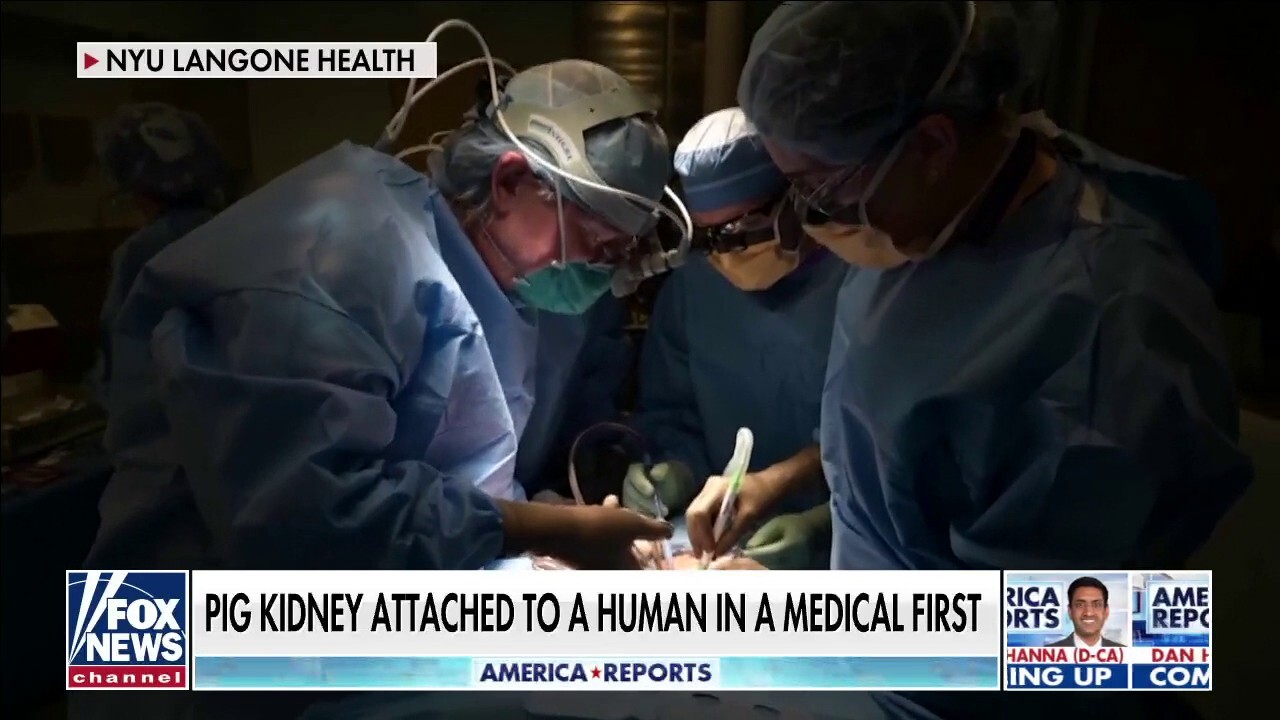 Pig kidney successfully transplanted into human in groundbreaking surgery