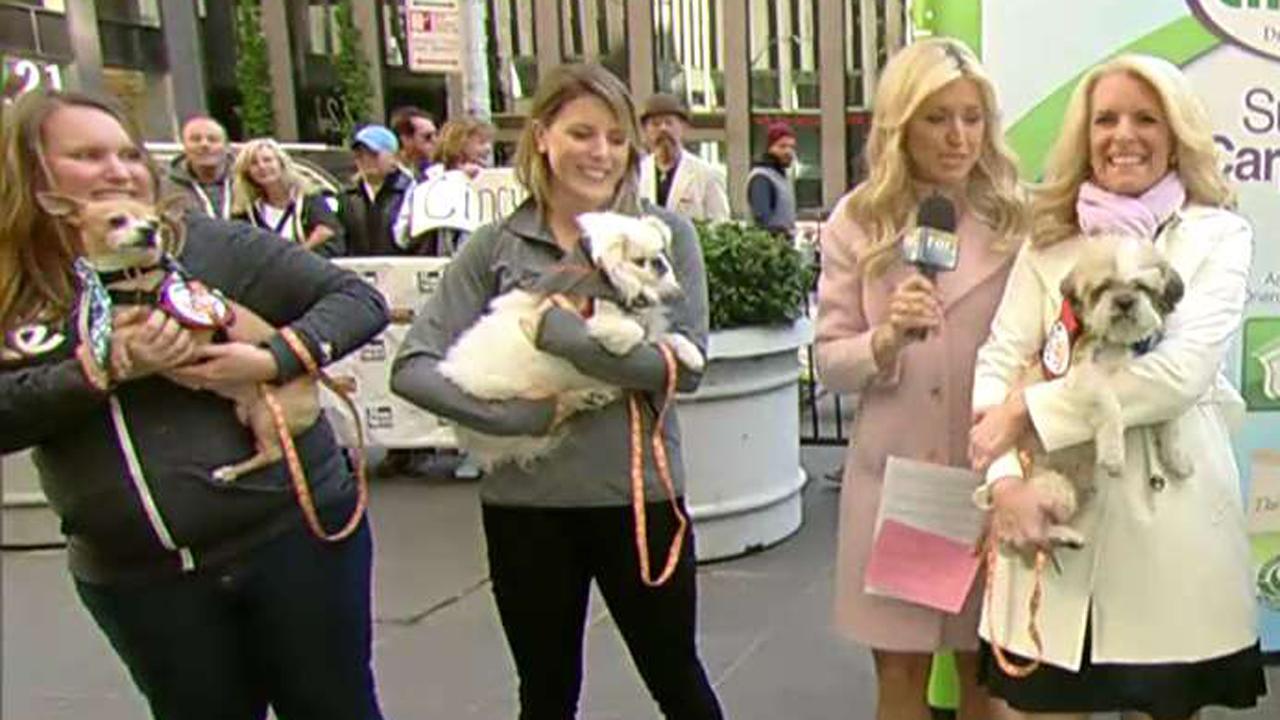 After the Show Show: Puppies!