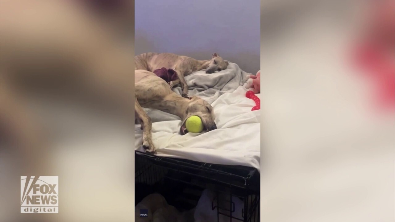 Dog hangs onto his tennis ball even during naps
