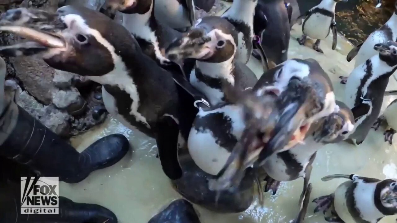 Penguins gather as lunch is served