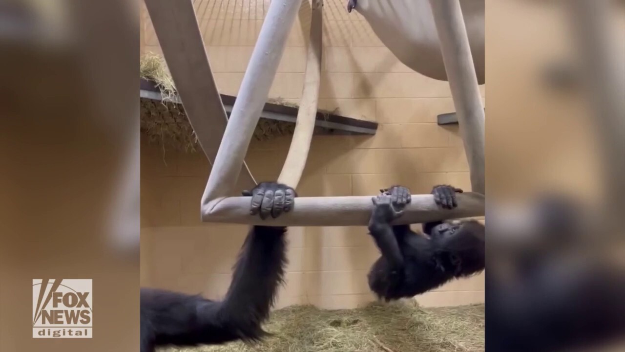 Baby gorilla learns to swing with help from his mother