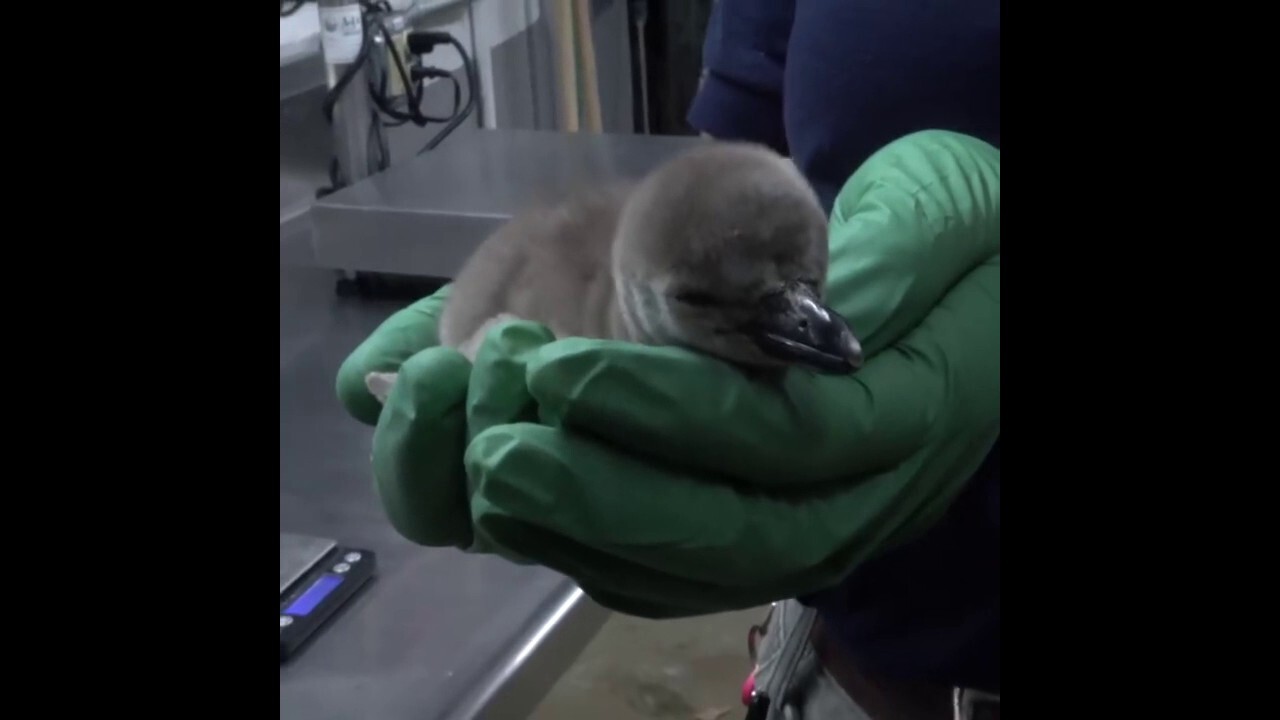 Penguin chick hatches at the Oregon Zoo