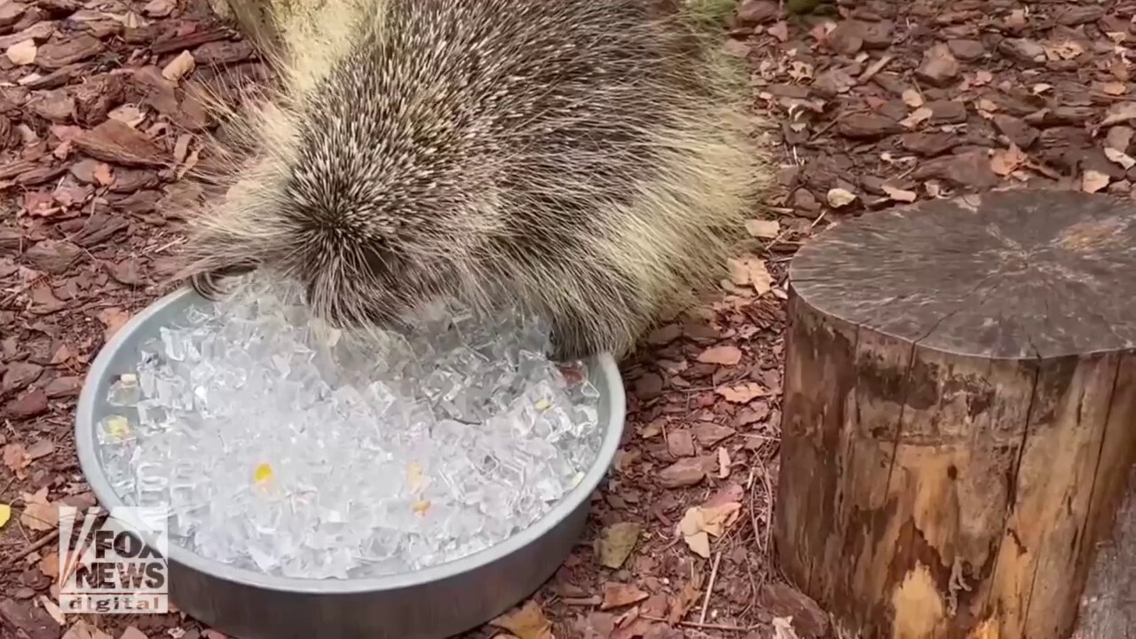 Porcupine cools off in unique way at local zoo
