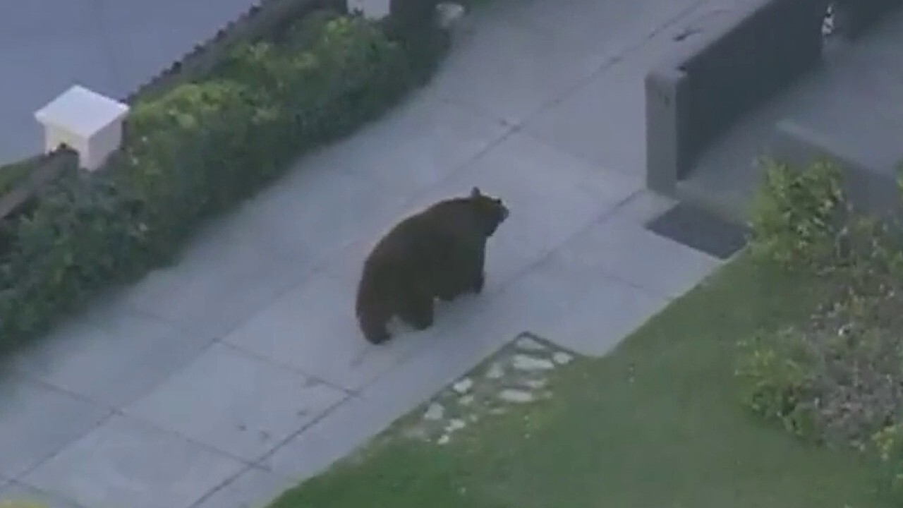 Bear loose near elementary school in Monrovia, California