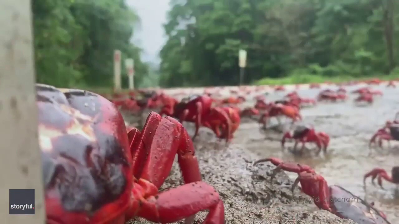Red crabs begin migration on Australia's Christmas Island