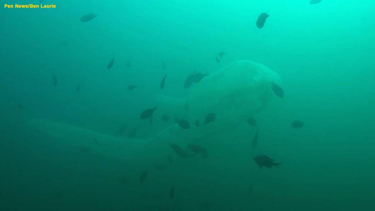 Diver gets close encounter with rare sea serpent