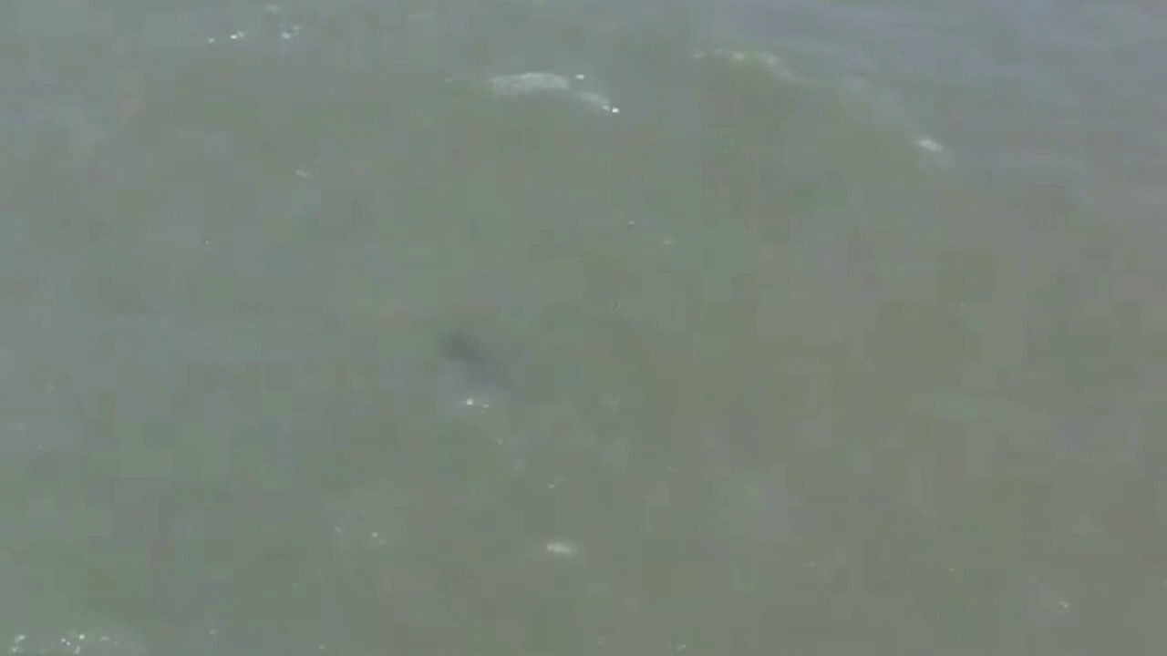 Shark spotted in water at New York City beach