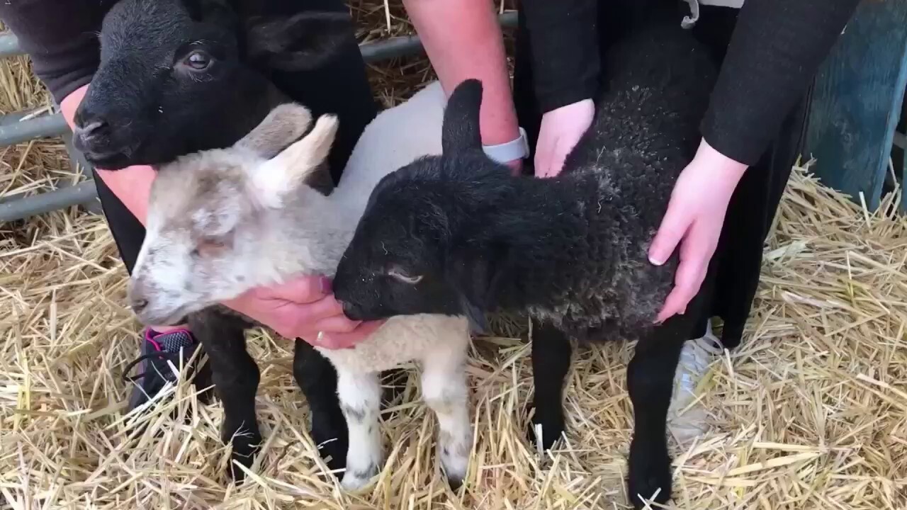 Three lambs are rescued from the dinner plate