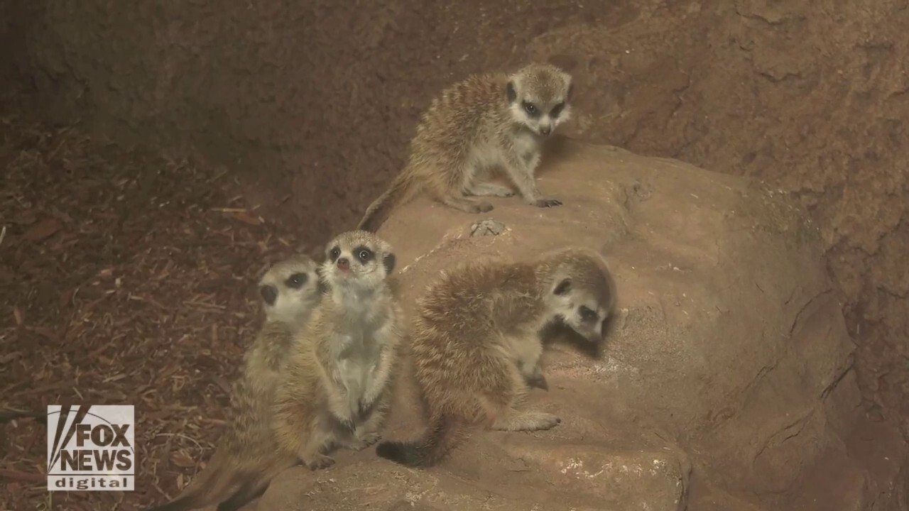 Baby meerkats make zoo debut just months after birth