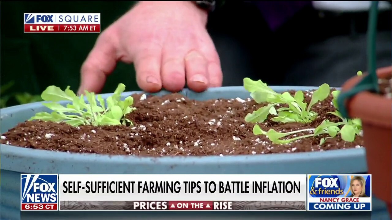 Grow more, spend less: Farmers share self-sufficient gardening tips to slash supermarket costs
