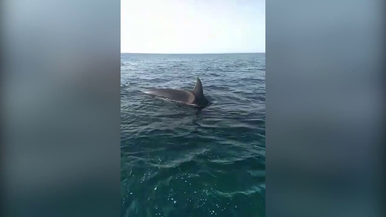 Sailor calls for help as orcas attack his boat