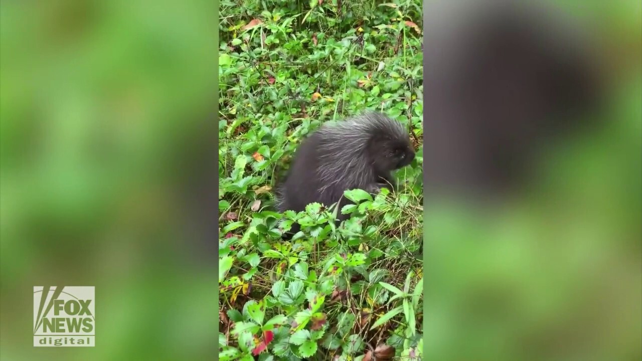 Baby porcupine spotted scratching its belly in cute video