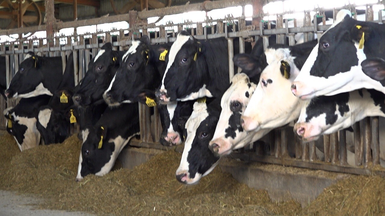 Climate change proposals putting American food supply at risk, says dairy farmer