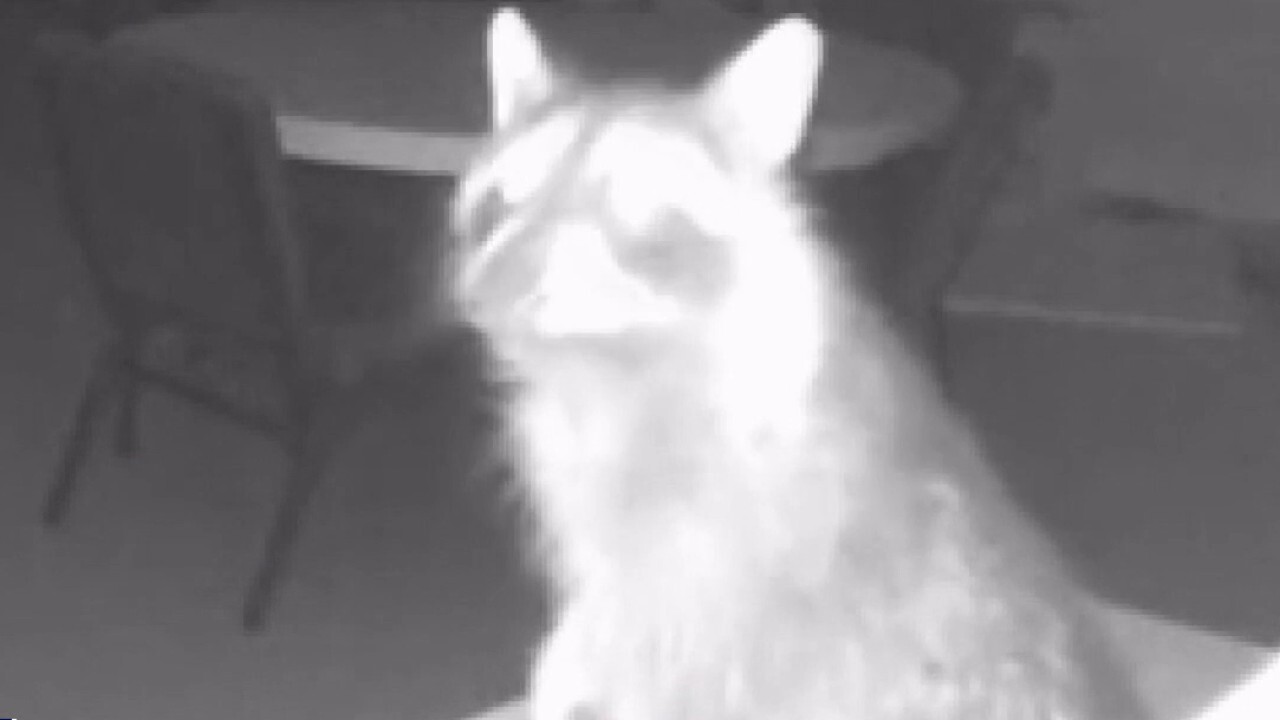 Wild raccoon caught on camera 'red-pawed' after breaking into Wisconsin church